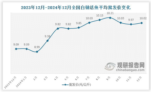 数据显示，近十三月全国白链活鱼平均批发价呈先降后升趋势。2024年12月全国白链活鱼平均批发价为10.02元/公斤，环比增长0.5%，同比增长10.2%。