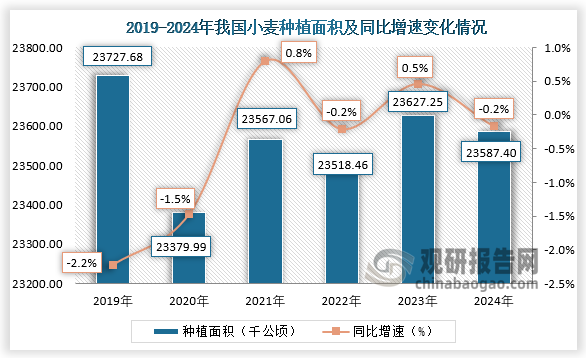 種植面積來(lái)看，2020年我國(guó)小麥種植面積約為23379.99千公頃，同比下降1.5%；到2024年我國(guó)小麥種植面積約23587.40千公頃，同比下降0.2%。近六年，我國(guó)小麥種植面積整體呈波動(dòng)式下降。