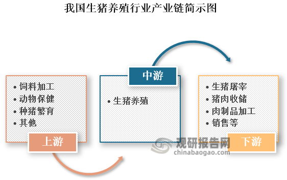 同時(shí)，我國生豬養(yǎng)殖行業(yè)產(chǎn)業(yè)鏈不斷完善，目前形成了一條完整的產(chǎn)業(yè)鏈條。其上游包括飼料加工、種豬繁育、動(dòng)物保健等環(huán)節(jié)；中游為生豬養(yǎng)殖；下游包括生豬屠宰、豬肉收儲(chǔ)、肉制品加工和銷售等環(huán)節(jié)。