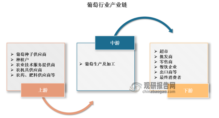 葡萄行业的产业链包括从葡萄种子的培育、种植、照管、采摘、加工到销售和消费等多个环节。葡萄种植产业上游包括葡萄种子供应商、种植户、农业技术服务提供商、农机具供应商以及农药、肥料供应商等；中游为葡萄加工环节；下游主要包括超市、批发商、零售商、餐饮企业及出口商等销售端以及消费者。