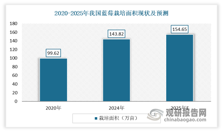 近年我国国产蓝莓呈现出蓬勃发展的态势。目前在我国，蓝莓的商业化种植已覆盖超过27个省市，种植规模不断扩大。并在2020年，蓝莓的种植面积和总产量均超越美国，跃居全球第一位。到2024年，我国蓝莓栽培面积143.82万亩，比2020年99.62万亩‌‌增加44.38%；总产量约78万吨，比2020年增加197%。其中，鲜果产量约58万吨，占总产量74.4%；加工果约20万吨，占总产量25.6%。预计到2025年，我国蓝莓栽培面积将达到154.65万亩，总产量将达到89.74万吨‌。这些数据表明，当前蓝莓行业在我国呈现出快速增长的趋势。