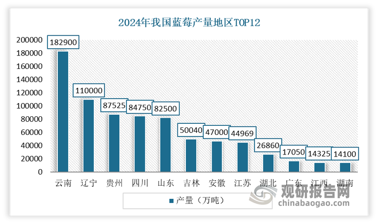 得益于这些跨国企业带来的技术与品种双重支撑，加之云南充足的光照、显著的昼夜温差以及省内丰富的海拔差异，云南迅速崛起为我国优质蓝莓的主产区。数据显示，2024年我国云南蓝莓栽培面积24.48万亩，占全国总栽培面积16.96%；产量18.29万吨，占全国总产量23.45%；其中鲜果产量17.79万吨，加工产量4936吨。同时，目前云南在全国蓝莓中高端市场中，占有约300亿元的市场份额，被业内称为全国现代蓝莓产业的引擎。