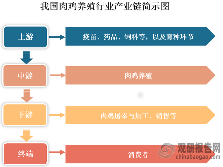 肉雞養(yǎng)殖?是指通過人工飼養(yǎng)肉雞，利用科學的飼養(yǎng)管理方法，使其在短時間內快速生長，達到市場所需的體重和品質。肉雞養(yǎng)殖是我國現(xiàn)代畜牧業(yè)的重要組成部分，目前已形成集育種、養(yǎng)殖、屠宰、加工和銷售等為一體的完整產業(yè)鏈。具體來看，我國肉雞養(yǎng)殖行業(yè)產業(yè)鏈上游主要包括肉雞養(yǎng)殖所需要的疫苗、藥品、飼料等，以及育種環(huán)節(jié)；中游為肉雞養(yǎng)殖；下游為肉雞屠宰、加工及銷售等環(huán)節(jié)；終端為消費者。