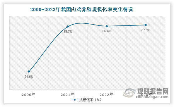 自改革開放以來，我國肉雞養(yǎng)殖逐漸從農戶散養(yǎng)轉向規(guī)?；B(yǎng)殖；尤其進入21世紀以來，我國肉雞規(guī)?；B(yǎng)殖步伐加快，肉雞養(yǎng)殖規(guī)?；讲粩嗵嵘?，養(yǎng)殖規(guī)?；视?000年的24.6%上升至2021年的85.7%；其后繼續(xù)上升，2023年達到87.9%，高于畜禽養(yǎng)殖整體規(guī)模化率（73.2%），也高于蛋雞養(yǎng)殖規(guī)?；剩?4.5%）。