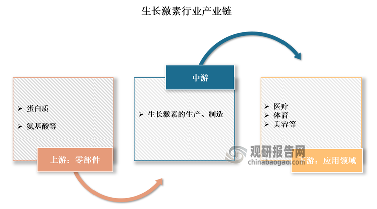 生長激素行業(yè)產業(yè)鏈上游為原材料以及原料供應商，主要包括蛋白質、氨基酸和其他化學物質，這些原材料是生產生長激素的基礎，它們的質量和供應穩(wěn)定性直接影響到生長激素的生產效率和最終產品的質量。中游為生長激素生產環(huán)節(jié)；下游為應用領域，主要包括醫(yī)療、體育、美容等行業(yè)。