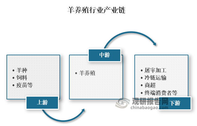 从产业链来看，羊养殖上游为羊种、饲料和疫苗等；中游为羊养殖；下游为屠宰加工、冷链运输、商超以及终端消费者。