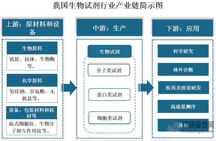 生物試劑是指用于生命科學(xué)研究、臨床診斷或醫(yī)學(xué)研究的生物材料或有機(jī)化合物。我國(guó)生物試劑行業(yè)起步于20世紀(jì)90年代，經(jīng)過(guò)三十余年的發(fā)展，行業(yè)已形成較為完整的產(chǎn)業(yè)鏈。其上游包括生物、化學(xué)原料、制藥設(shè)備、包裝材料和耗材等原材料和設(shè)備。中游為生物試劑生產(chǎn)，目前我國(guó)生物試劑已形成多元化產(chǎn)品體系，品種繁多。不過(guò)按照結(jié)構(gòu)，這些生物試劑大概可以分為分子類(lèi)試劑、蛋白類(lèi)試劑和細(xì)胞類(lèi)試劑三大類(lèi)。下游應(yīng)用場(chǎng)景不斷拓展，已廣泛服務(wù)于科學(xué)研究、體外診斷、基因測(cè)序、生物醫(yī)藥研發(fā)等多個(gè)重要領(lǐng)域。