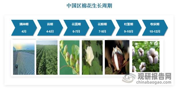 棉花的生长期一般为5至6个月，可以划分为播种期、苗期、花蕾期、花铃期和吐絮期五个阶段。根据地理位置的不同，棉花生长周期也略有不同。每年南半球棉花上市时间一般为每年4-5月份，北半球为10-12月份。
