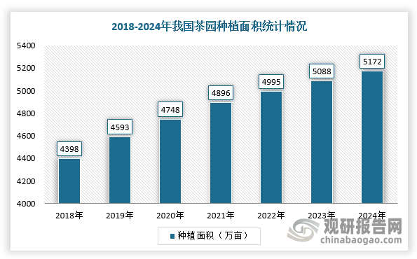 我国地域辽阔，茶树适种范围广、种植规模庞大，茶园遍布从海南到山东、从西藏到台湾20多个省（直辖市、自治区），有1000多个县市发展茶树规模化种植。自2014年起，我国茶叶种植面积就像上台阶，虽有点小波动但总体往上走。根据数据显示，2021年，全国18个主要产茶地区茶园总面积4896.09万亩，比上一年多了148.4万亩，同比增长3.13%，能采摘的面积达4374.58万亩，增加228.4万亩，增长率5.51%，2024年茶园种植面积5172万亩；同时，2023年，我国茶叶产量为354.11万吨，单位面积产量为83.32公斤/亩。