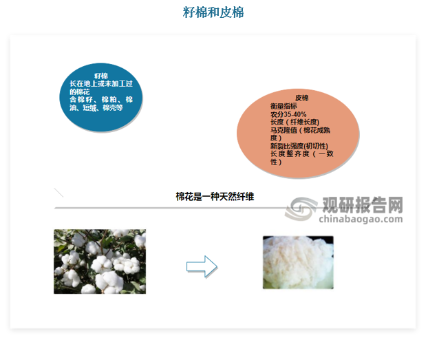 棉花不是花，而是果实裂开后露出的白色棉纤维。棉花简称棉，是天然纺织纤维原料的重要组成，是重要的经济作物之一。根据棉花物理形态的不同，分为籽棉和皮棉。棉农摘下的棉花叫籽棉，籽棉经加工后去掉棉籽的棉花叫皮棉，通常说的棉花产量，一般都是指皮棉产量。根据调研及产业人士分享，籽棉加工成皮棉的比例统称为“衣分”指标，该比例一般在36%-42%之间，即每10吨籽棉可加工成3.6-4.2吨皮棉。