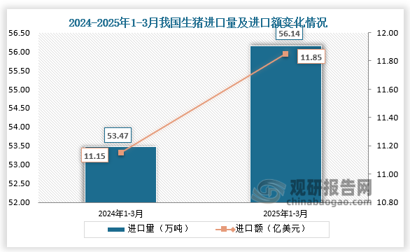 數據顯示，2025年1-3月我國生豬進(jìn)口量為56.14萬(wàn)噸，同比增長(cháng)5%；進(jìn)口額為11.85億美元，同比增長(cháng)6.3%。