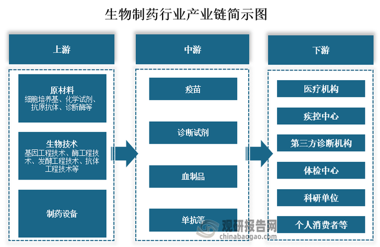 從產業鏈來看，生物制藥上游為原材料、生物技術和制藥設備，其中原材料包括細胞培養基、化學試劑、抗原抗體、診斷酶等；生物技術包括基因工程技術、酶工程技術、發酵工程技術、抗體工程技術等。中游包括疫苗、診斷試劑、血制品、單抗等生物制藥產品。下游為醫療機構、第三方診斷機構、科研單位、疾控中心、體檢中心、個人消費者等應用市場。