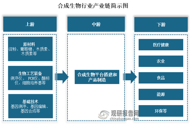 从产业链来看，合成生物上游主要为原材料、生物工艺装备、基础技术，其中原材料包括淀粉、葡萄糖、木质素、木质素等；生物工艺装备包括测序仪、 PCR仪、酶标仪、细胞培养基等；基础技术包括基因测序、基因编辑、基因合成等。中游为合成生物平台搭建和产品制造。下游为医疗健康、农业、食品、能源和环保等应用领域。