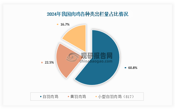 从出栏量占比情况，在2024年我国肉鸡出栏量占比最高的为白羽肉鸡，占比为60.8%；其次为黄羽肉鸡，占比为22.5%；第三为小型白羽肉鸡（817），占比为16.7%。