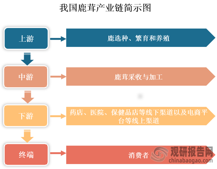 鹿茸是指梅花鹿或马鹿的雄鹿未骨化而带茸毛的幼角，乃名贵中药材。按照原动物不同的不同，其分为花鹿茸和马鹿茸两大类。目前，我国鹿茸行业已经形成较为完善的产业链，上游包括鹿选育、繁育和养殖环节，中游涉及鹿茸采收与加工，下游则包含通过药店、医院、保健品店等线下渠道及电商平台等线上渠道销售至终端消费者的完整流程。