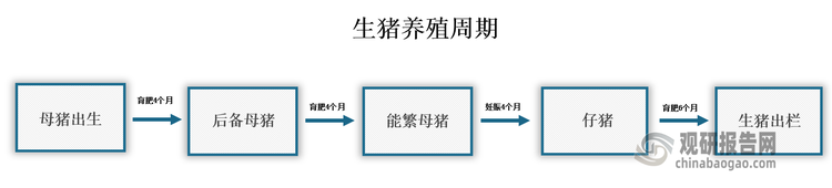 从生猪养殖周期来看，新生母猪至生猪出栏一般要经历18个月的时间；母猪出生后一般育肥4个月成为后备母猪，后备母猪育肥4个月成为能繁母猪；而后，能繁母猪妊娠4个月生出仔猪，仔猪育肥6个月成为生猪后即可出栏。