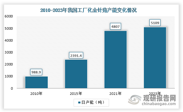 金针菇也称冬菇，是口蘑科金针菇属的食用真菌，也是我国第五大食用菌栽培品种、第一大工厂化栽培品种。与传统种植模式不同，金针菇工厂化生产突破了自然条件的限制，解决了传统种植“靠天吃饭”的难题，实现了全年稳定生产，并通过标准化管理确保了产品品质。凭借产品质量和技术水平的持续提升，我国工厂化金针菇日产能从2010年的988.9吨增长至2023年的5109吨，年均复合增长率达13.46%，推动了金针菇产业的规模化发展。