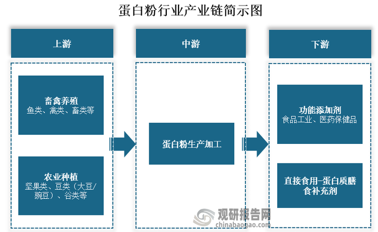 从产业链来看，蛋白粉上游为畜禽养殖和农业种植，其中畜禽养殖原材料包括原材料包括鱼类、禽类、畜类的肉/蛋/奶等，农业种植原材料包括坚果类、豆类、谷类食物等；中游为蛋白粉的生产加工。下游主要作为功能添加剂加入食品工业、其他医药保健品的生产中和作为蛋白质膳食补充剂直接食用。