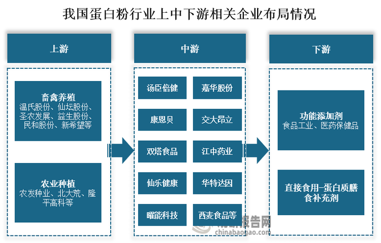 从蛋白粉产业链布局情况来看，我国蛋白粉上游畜禽养殖原材料参与企业主要有温氏股份、仙坛股份、圣农发展、益生股份、民和股份、新希望等；农业种植原材料参与企业主要有农发种业、北大荒、隆平高科等。中游蛋白粉生产企业包括汤臣倍健、康恩贝、双塔食品、仙乐健康、曜能科技、嘉华股份、交大昂立、江中药业、华特达因、西麦食品等。