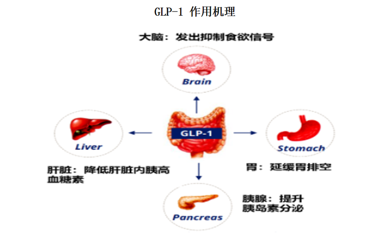据了解，GLP-1（Glucagon-likepeptide-1，胰高血糖素样肽1）是一种主要由肠道L细胞中产生的多肽，通过激活广泛分布于全身各器官（胰腺、胃肠道、心脏、肾脏、肝脏、大脑、骨骼肌和脂肪细胞等）的GLP-1受体，刺激胰岛素的大量分泌。GLP-1可以作用于肠胃道和大脑，可以延缓胃排空和消化道分泌，抑制食欲从而达到减少食物摄入等机制，从而实现体重控制。