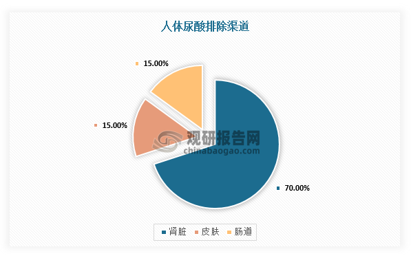 体内尿酸主要由肾脏（70%）、皮肤（15%）及肠道（15%）排出体外，肾脏尿酸排泄功能降低是引起高尿酸血症的主要原因。长期高尿酸血症导致尿酸盐晶体沉积在皮下和关节处引起痛风。高尿酸血症人群常伴有糖尿病、慢性肾病及心血管疾病等。