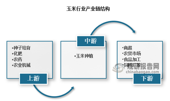 玉米行业产业链上游包括种子研发与生产、耕地准备、播种、田间管理（如灌溉、施肥、病虫害防治）、收获等，参与者主要包括玉米种子培育、化肥供应商、农药供应商与农业机械提供商等；行业中游为玉米种植；行业下游参与者包括商超零售、农贸批发、食品制造商、饲料厂、制药公司、加油站（对于乙醇等生物燃料）等。