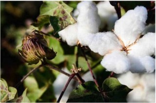 2017国内棉花种植或迎来转变