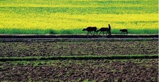 我国农村土地制度改革将迎来新突破