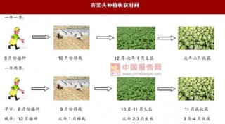 青菜头：榨菜主要原材料 主要分布于重庆浙江