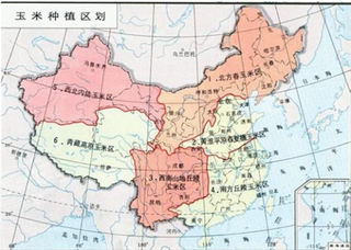 中国几个主要玉米产地是哪里及发展情况分析