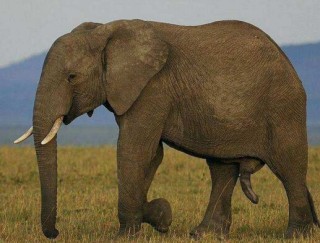中国导游在泰国遭大象袭击 涉事象园已经停止骑行服务