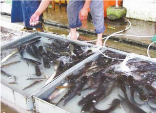2016年9月中国淡水鱼市场价格是否回落有待观望