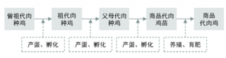 国内肉鸡行业有望迎来牛市 浅析我国肉鸡养殖行业发展现状