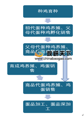 2020年我国蛋鸡养殖行业产业链分析：在产蛋鸡存栏量持续上升