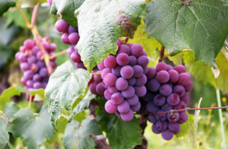 我国葡萄种植行业：品种多样性更加丰富 专业化与机械化程度仍较低