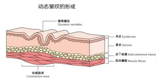 肉毒素行业竞争格局良好，行业有望持续发展