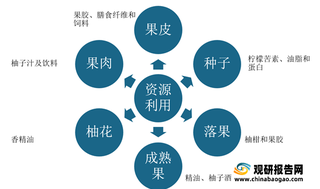 多项问题致柚子产业深陷寒冬 主产区种植收益下降 深加工产品或成行业破局重因