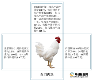我国白羽肉鸡行业规模及发展趋势分析：存栏量、出栏量稳步增长 生产系统将逐步规范化