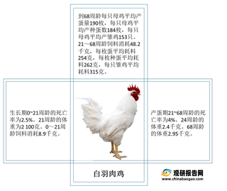 我国白羽肉鸡行业规模及发展趋势分析：存栏量、出栏量稳步增长 生产系统将逐步规范化