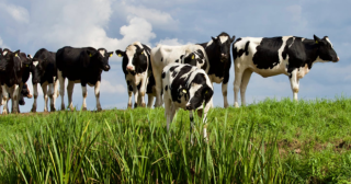我国反刍动物饲料行业：下游畜牧业带动市场发展 产量呈现快速增长