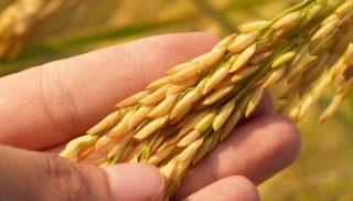 我国水稻种子行业现状分析  水稻育种技术全球领先  海外市场潜力巨大