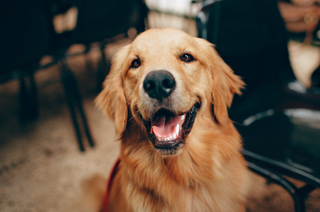 我国抗狂犬病血清行业现状：宠物市场带来需求 产业仍有较大发展空间