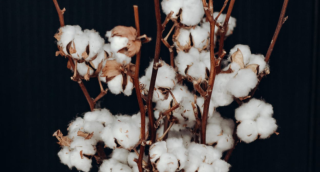 2023年3月全国收购皮棉加工率为98.7% 销售率为72.2%同比提高26.7个百分点