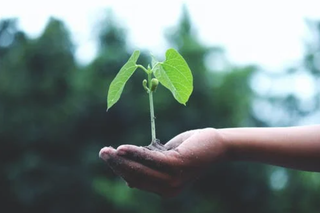 国企下场布局生物育种赛道  85家企业农作物种子生产经营许可证批准发放