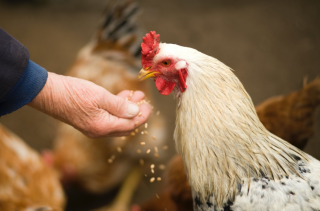 我国肉鸡养殖行业供需分析：规模化养殖趋势渐显 消费市场有增长空间