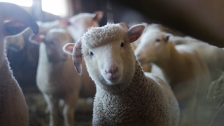【速报】2022年3月我国羊毛及毛条进口数量为20403吨