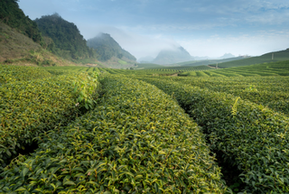 我国普洱茶行业发展有利及不利因素浅析