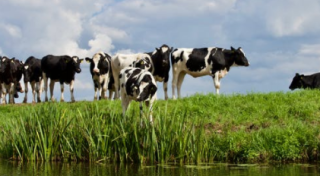 我国奶牛养殖行业供需分析：牧场规模化大势所趋 下游市场持续回暖