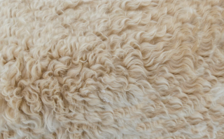我国羊毛行业现状分析 产量小幅波动 绵羊毛占比超九成 进口均价高于出口均价