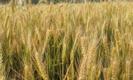 我国小麦行业现状分析 价格上升促使进口规模激增 下游需求以制粉为主